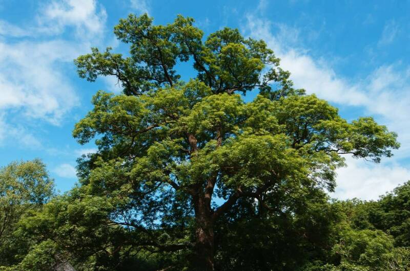 Изображение Изображение гостиницы &quot;Гостевой дом «Старый ясень»&quot; #4 #4