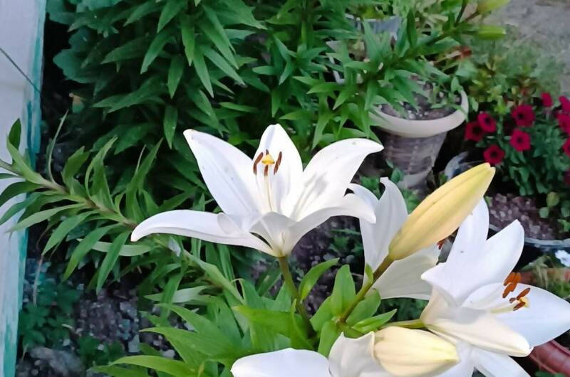 Изображение Изображение отеля / гостиницы "Гостевой дом «Диана»" #11 #9