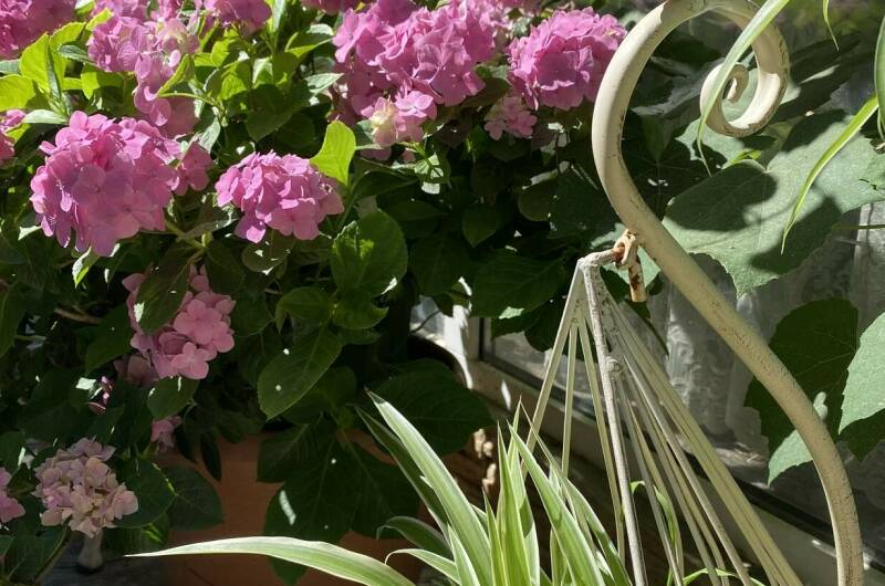 Изображение Изображение гостиницы &quot;Частный сектор «Миндаль»&quot; #2 #2