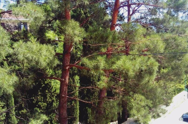 Изображение Изображение квартиры &quot;Двухкомнатная квартира в Партените&quot; #5 #5