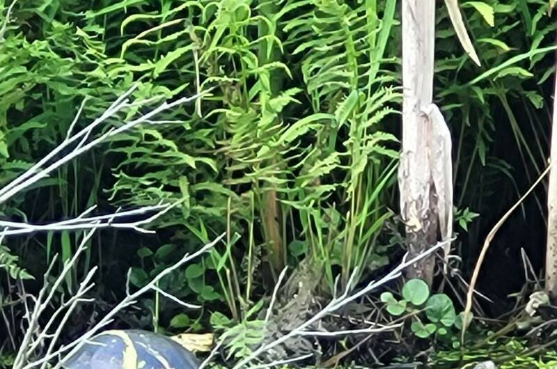 Изображение Изображение отеля / гостиницы "Гостевой дом «У Озера»" #11 #9