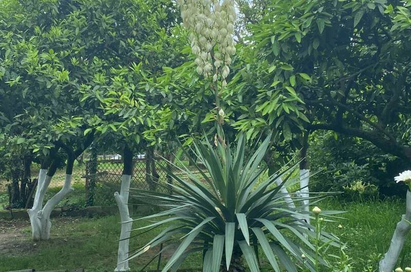 Изображение Изображение гостиницы "Гостевой дом «Лдзаа»" #6 #6