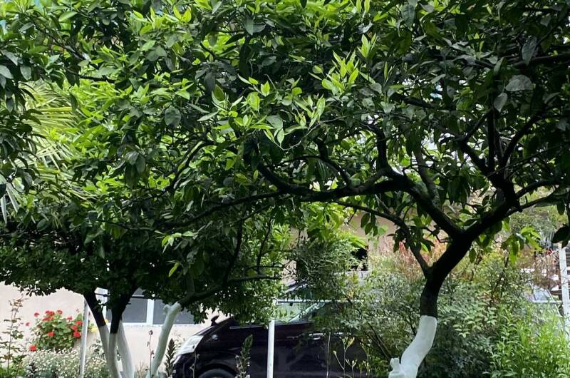 Изображение Изображение гостиницы "Гостевой дом «Лдзаа»" #8 #8