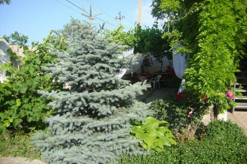 Изображение Изображение гостиницы &quot;Частное домовладение «Оазис»&quot; #3 #3