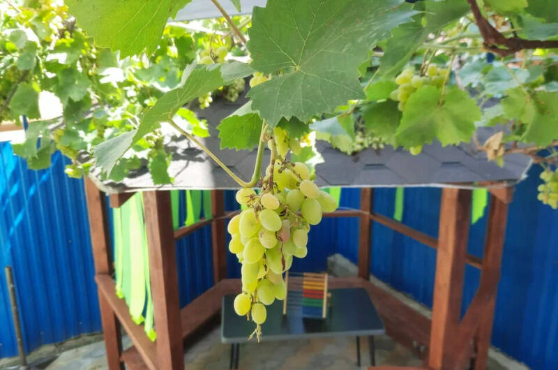 Изображение Изображение гостиницы "Гостевой дом «Афалина»" #2 #2