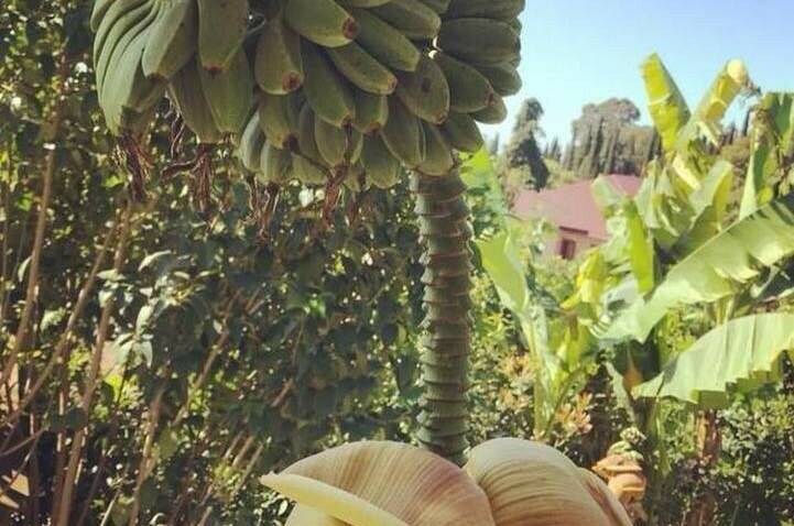 Изображение Изображение отеля / гостиницы "Гостевой дом «Эль-Плáтано»" #10 #8