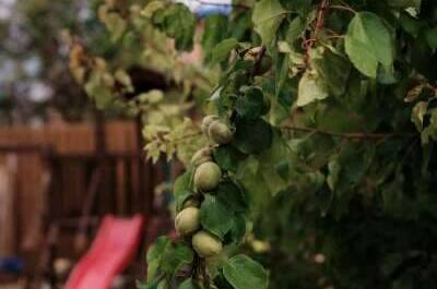 Изображение Изображение гостиницы &quot;Гостевой дом «Солнечная орхидея»&quot; #8 #8