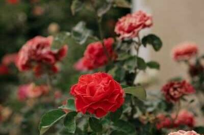 Изображение Изображение отеля / гостиницы "Гостевой дом «Солнечная орхидея»" #10 #8