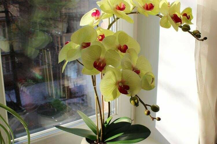 Изображение Изображение отеля / гостиницы "Гостевой дом «Солнечная орхидея»" #11 #9