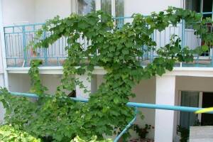 Изображение отеля / гостиницы "Гостевой дом «На Крымской»"