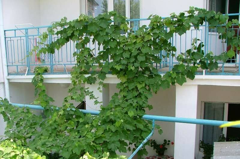 Изображение Изображение гостиницы &quot;Гостевой дом «На Крымской»&quot; #1 #1