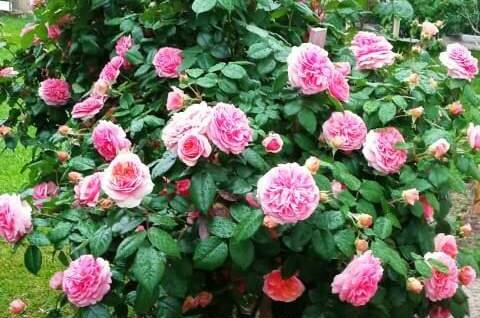 Изображение Изображение гостиницы "Гостевой дом «Пегас»" #5 #5