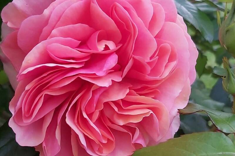 Изображение Изображение отеля / гостиницы "Гостевой дом «Пегас»" #10 #8