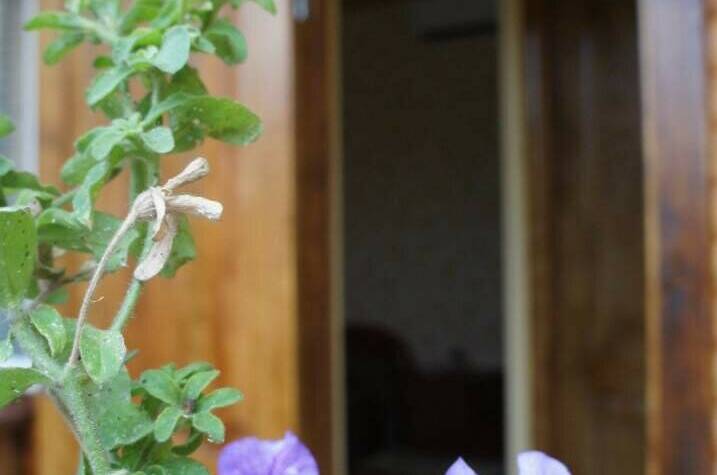 Изображение Изображение гостиницы &quot;Гостевой дом «Олива»&quot; #5 #5