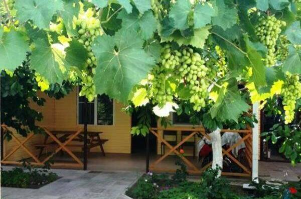 Изображение Изображение гостиницы &quot;Гостевой дом «Африка»&quot; #3 #3