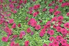 Изображение Изображение отеля / гостиницы "Гостевой дом «Лесная»" #10 #8