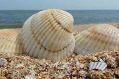 Изображение Изображение гостиницы "Гостевой дом «Елена»" #2 #2