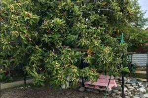 Изображение гостиницы "Гостевой дом «Ангелина»"