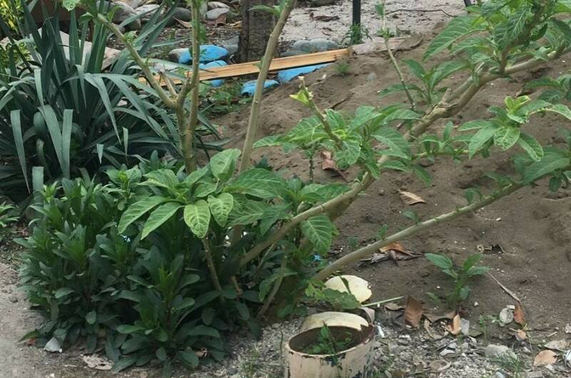 Изображение Изображение отеля / гостиницы "Гостевой дом «Ангелина»" #10 #8