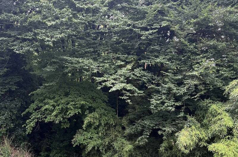 Изображение Изображение гостиницы "Комплекс коттеджей «Лесной рассвет у моря»" #3 #3