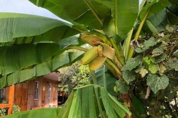 Изображение Изображение гостиницы "Гостевой дом «Фазенда»" #4 #4