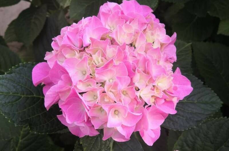 Изображение Изображение гостиницы &quot;Частное домовладение «Оазис»&quot; #5 #5