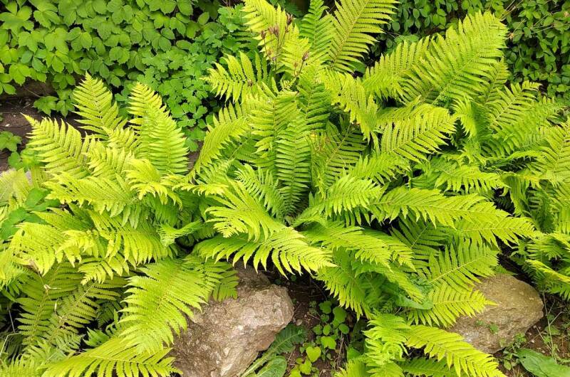 Изображение Изображение гостиницы &quot;Частное домовладение «Оазис»&quot; #7 #7