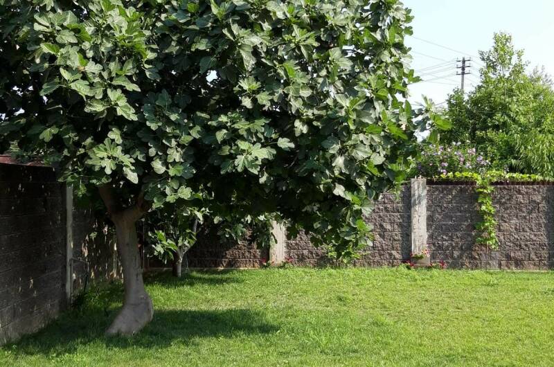 Изображение Изображение гостиницы "Гостевой дом «Лыхны»" #5 #5