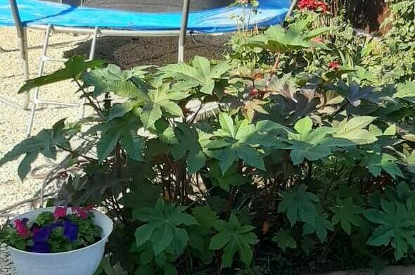 Изображение Изображение гостиницы "Гостевой дом «Лиана»" #4 #4